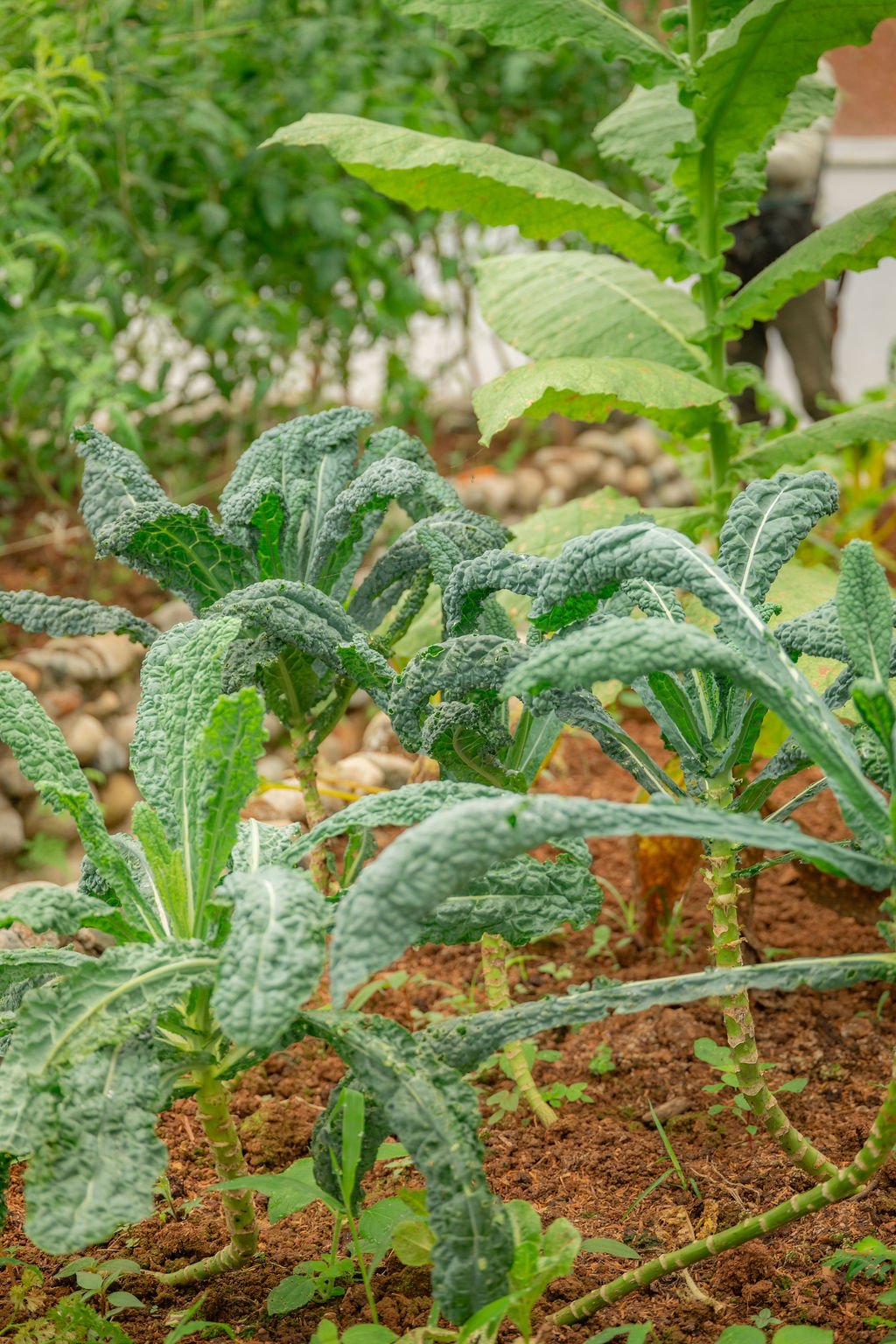 Outdoor deck with jungle views