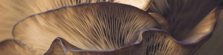 Mushroom